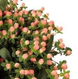 HYPERICUM COCO YOKO 60